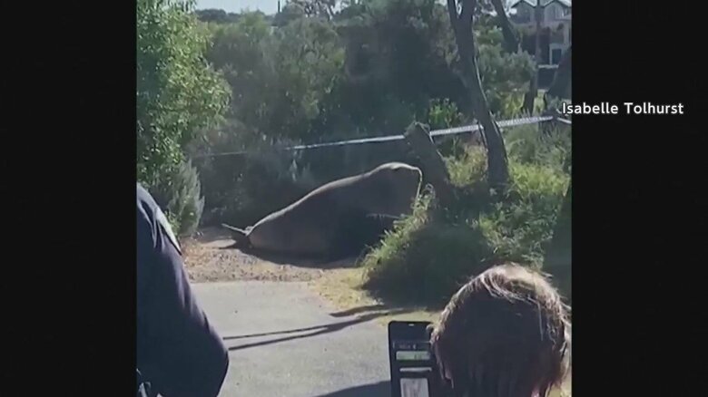 【タプタプ】公園に巨大アザラシ出現　マイペースにひなたぼっこ　でも動くと「早い！」人々騒然　オーストラリア｜FNNプライムオンライン
