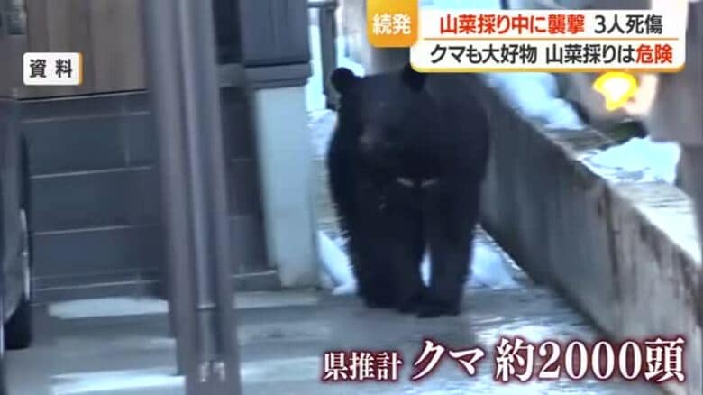 【専門家に聞く】クマも山菜が大好物　山菜採り自体がクマ遭遇率高く危険　2026年は活動開始早い　山形｜FNNプライムオンライン