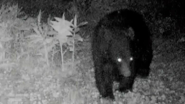 富山市住宅街近くでクマ出没、AIカメラが午前3時に成獣の姿を捉える　立山町では河川敷に檻設置へ　立山山麓家族旅行村は今シーズンの営業を中止｜FNNプライムオンライン