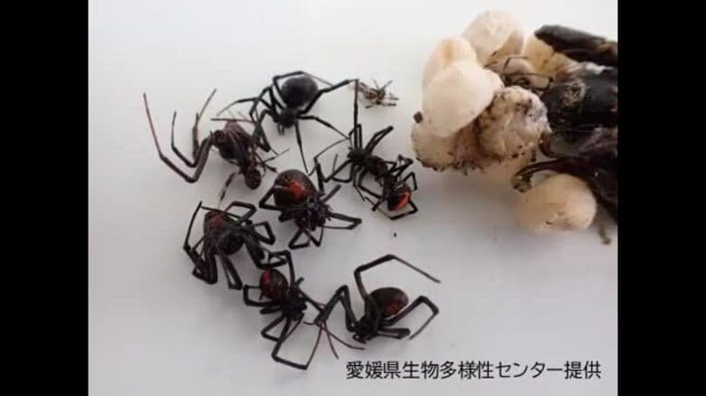 新居浜の高校で特定外来生物「セアカゴケグモ」メス１４匹と複数の卵のうを発見・駆除【愛媛】｜FNNプライムオンライン