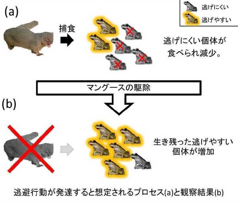 (画像:東京農工大学プレスリリースより)