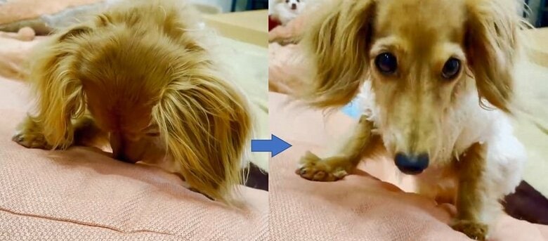 「ごめんなさいする?」を合図に顔を上げる理事長ちゃん