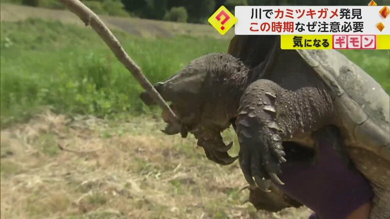 カミツキガメが木の枝に噛み付く様子