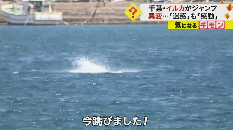 イルカがジャンプし、水面に水しぶきが上がる