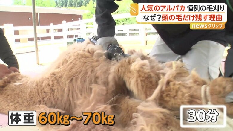 約30分かけて刈っていく夏が来る前の恒例行事