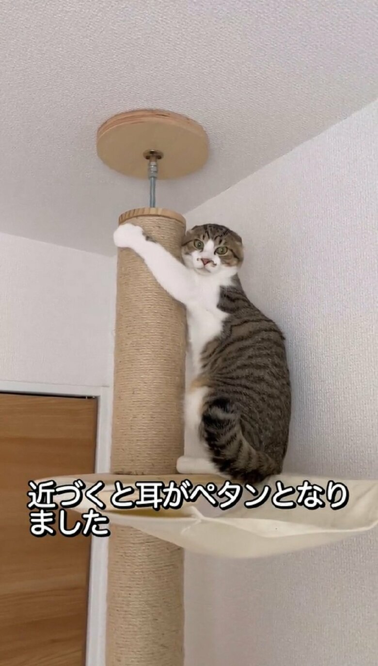 飼い主さんが近づくと耳がペタン