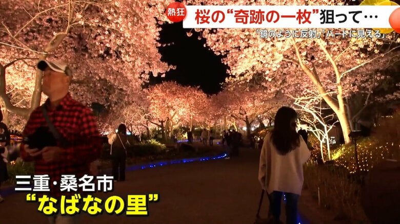 河津桜が満開を迎えている三重・桑名市“なばなの里”