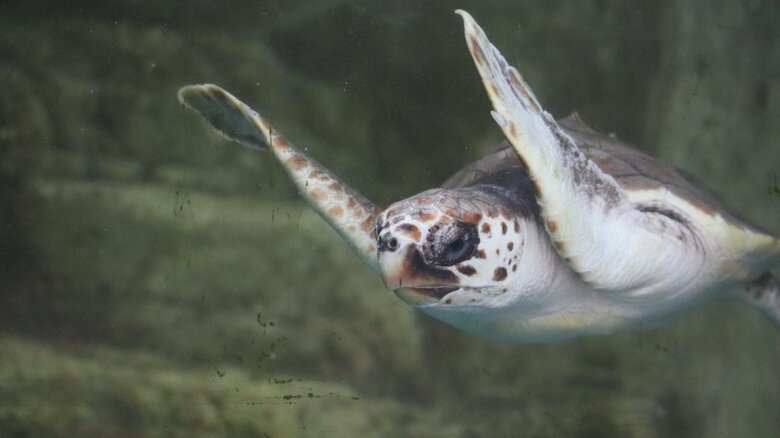 ウミガメにはヒレが長い種類もいるという