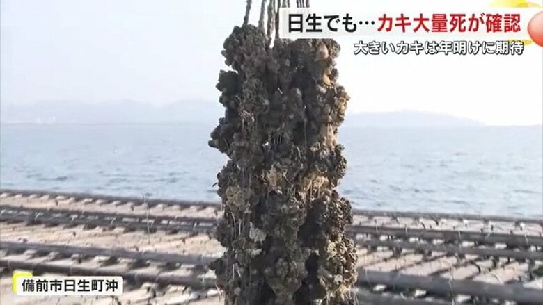 備前市日生町沖で引き上げられるカキ
