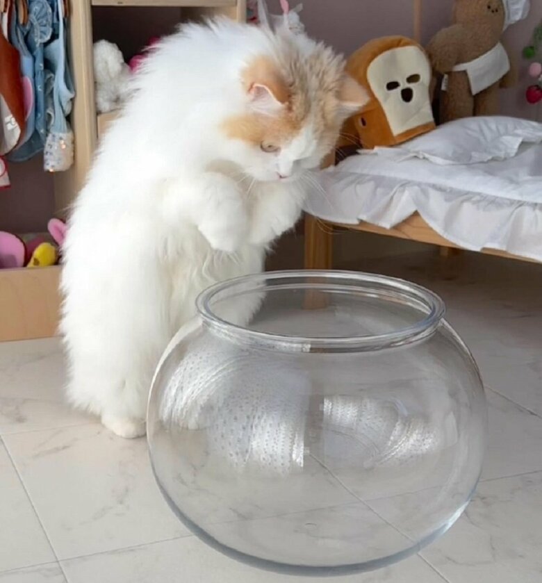 ぴょいーーーんと軽く飛んで頭から中へ！