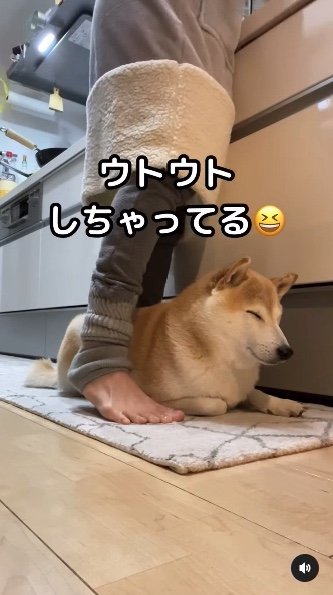 提供：柴犬Mamesuke・Korosuke大阪さん