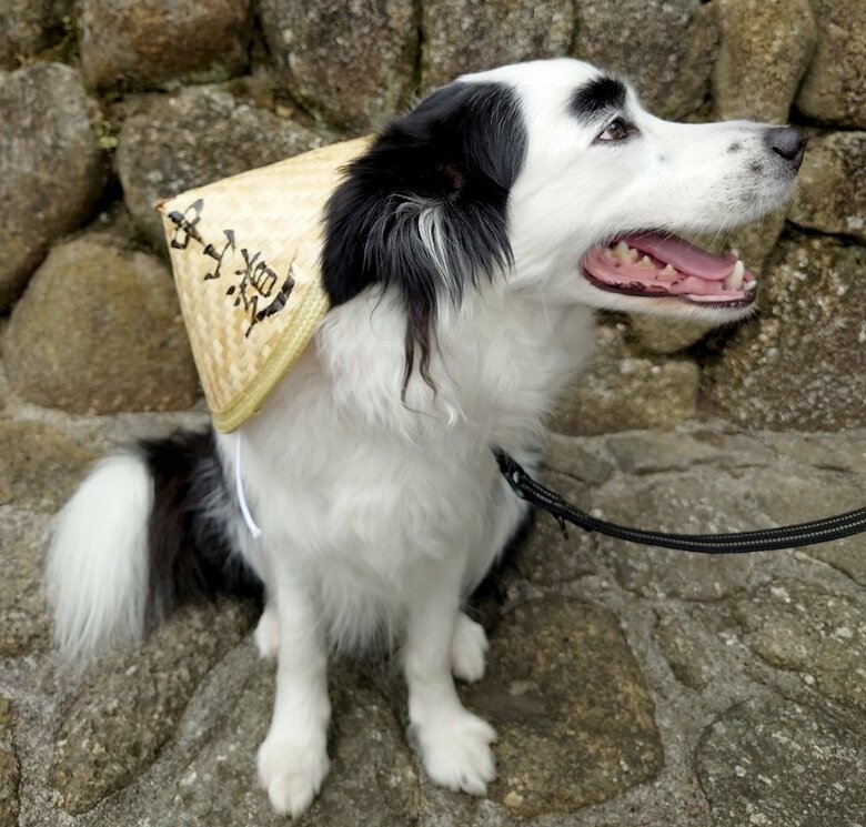 “眉毛”がかわいいボーダーコリーのマロくん