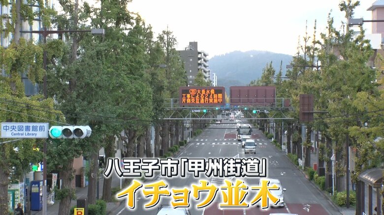 まだ葉が色づいていないイチョウ並木