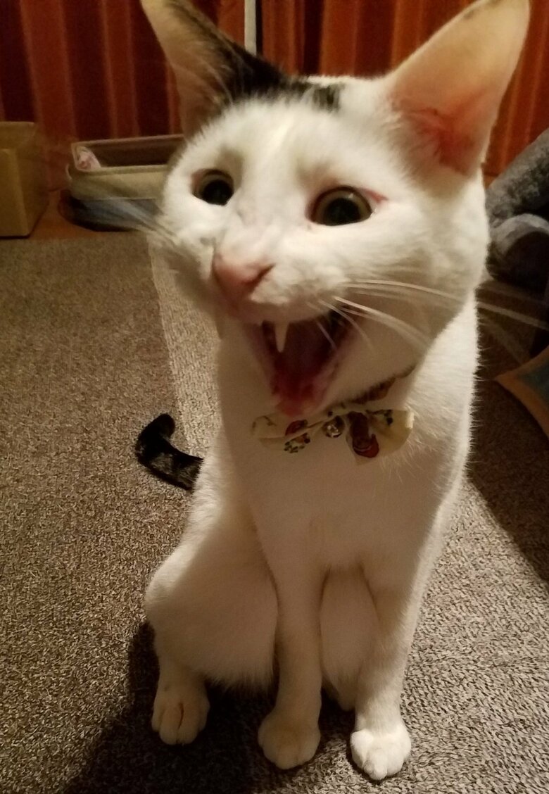 「ぎゃあぁ！」