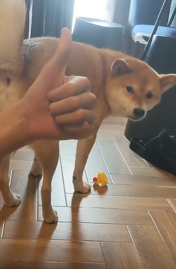 提供：柴犬スティーブch【コーギーと猫を添えて】さん