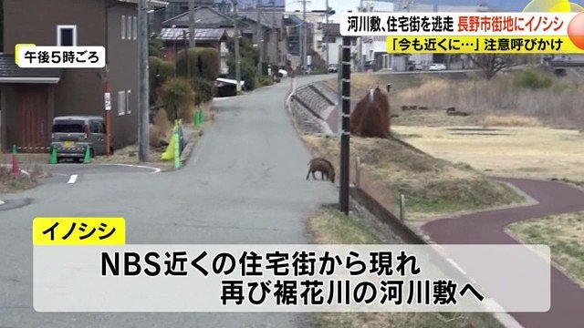 イノシシ