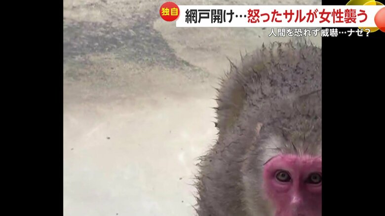 怒ったサルが突進してくる様子