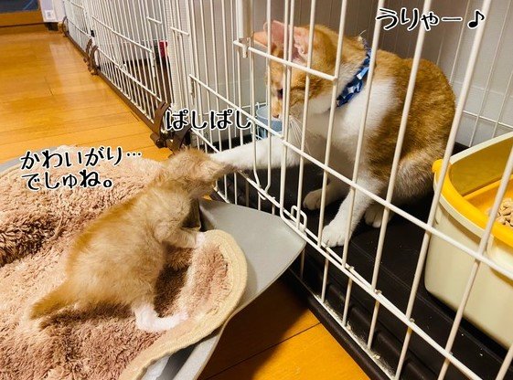 提供：ちょとさん