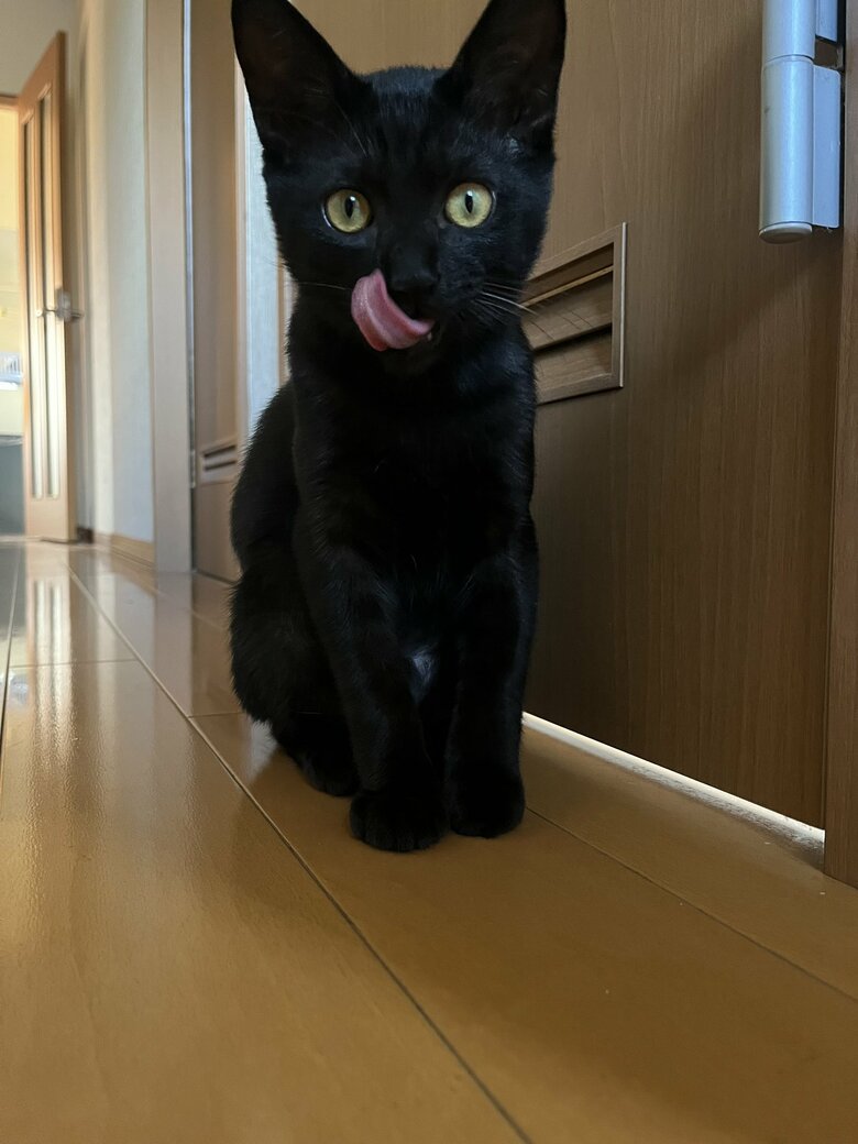 提供：サラミさん