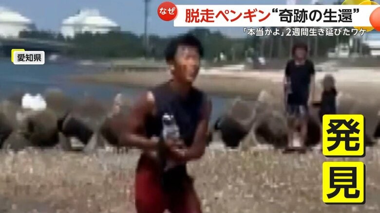 脱走から2週間後、45km離れた海水浴場で発見された「ペン」