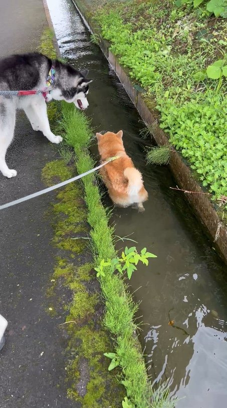 提供：柴リアンハスキーもちごめ兄弟さん