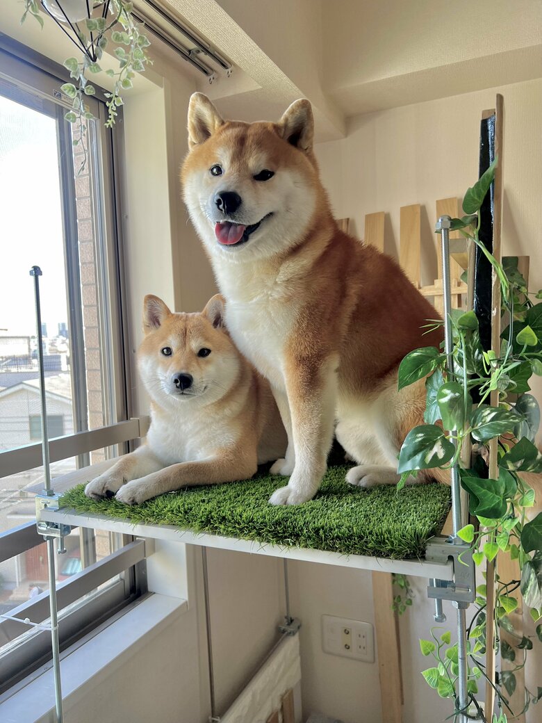 左：わらびちゃん　右：こむぎくん（提供：@Shibamugi28）