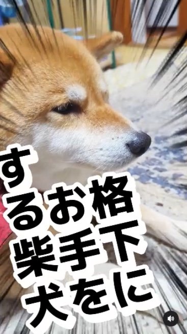 提供：柴犬スティーブch【コーギーと猫を添えて】さん