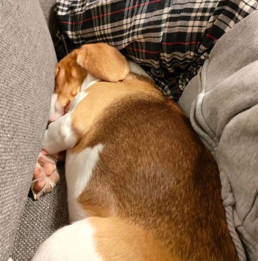 飼い主さんとソファの間にギュッと入り込むじゃこちゃん