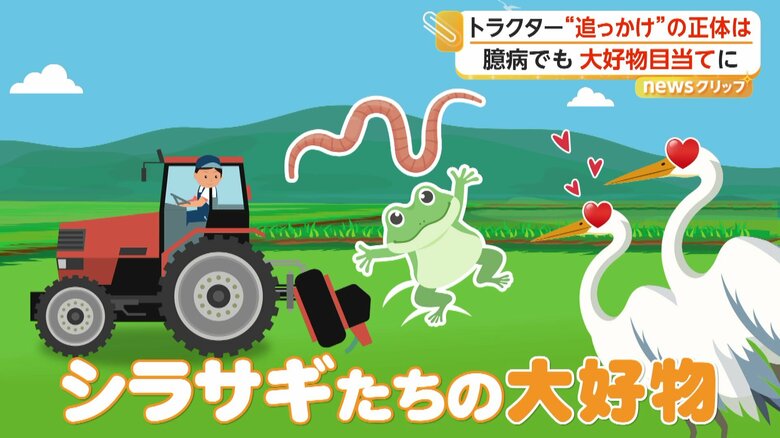 カエルやミミズなどは、シラサギたちの大好物