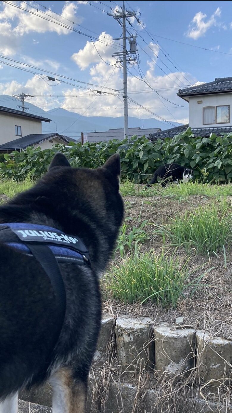 猫と遭遇した様子