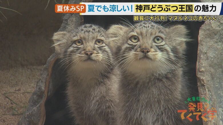 マヌルネコの赤ちゃん
