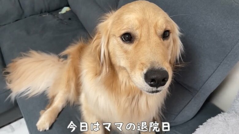 提供：豆柴うに&ゴールデンレトリバーおからさん
