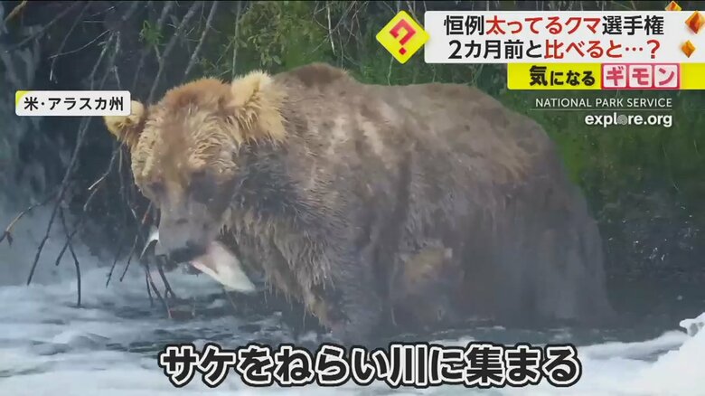 サケをねらって、川に集まるアメリカ・アラスカ州にある国立公園のクマ