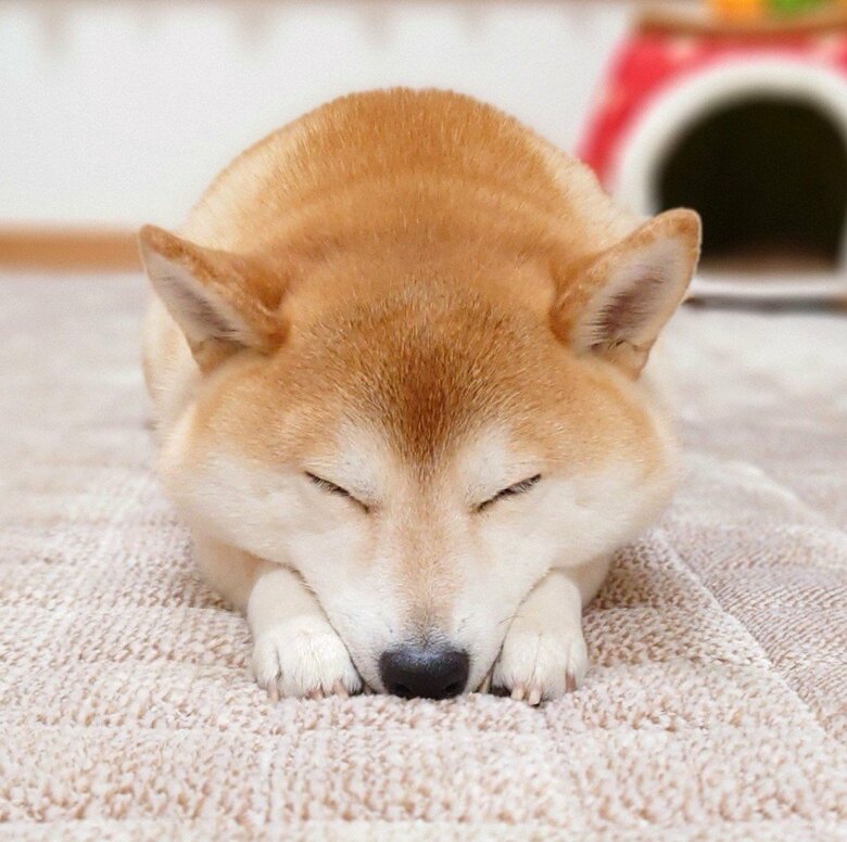 提供：柴犬チャーミーさん