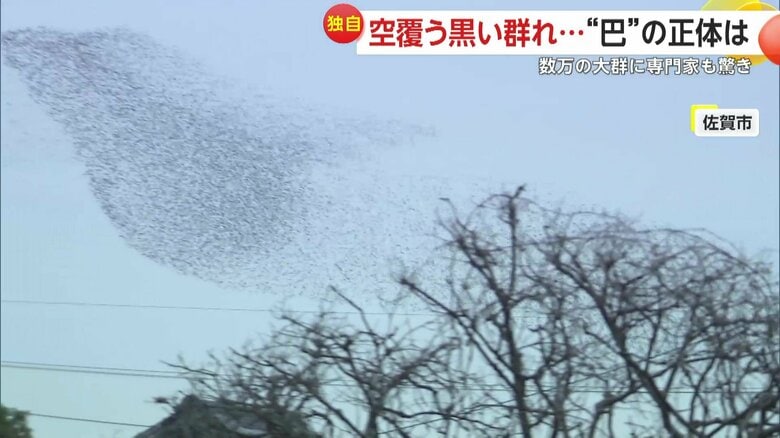 まるで1羽の巨大な鳥のように見える鳥の群れ
