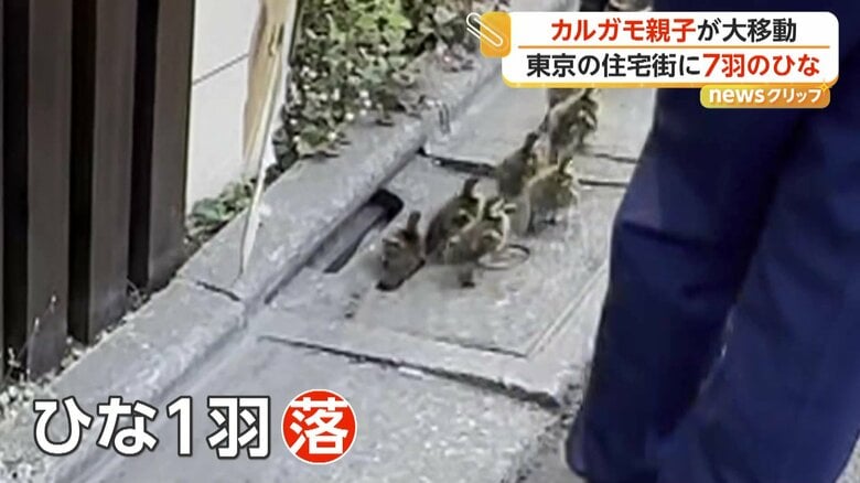 側溝の隙間に落ちてしまったひな