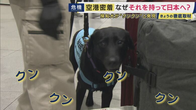 動植物検疫探知犬の「ガヨ」3歳