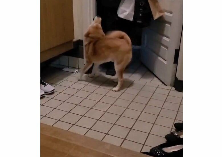提供：犬さん