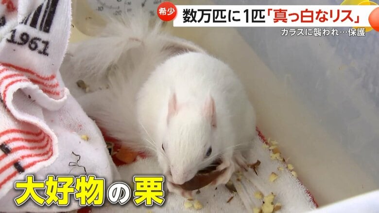 少しずつ回復している保護された白いリス