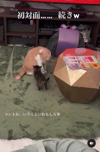 提供：たーにゃ。さん