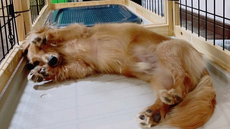 ボンくんは、ねこくんのマネをすることもあるという