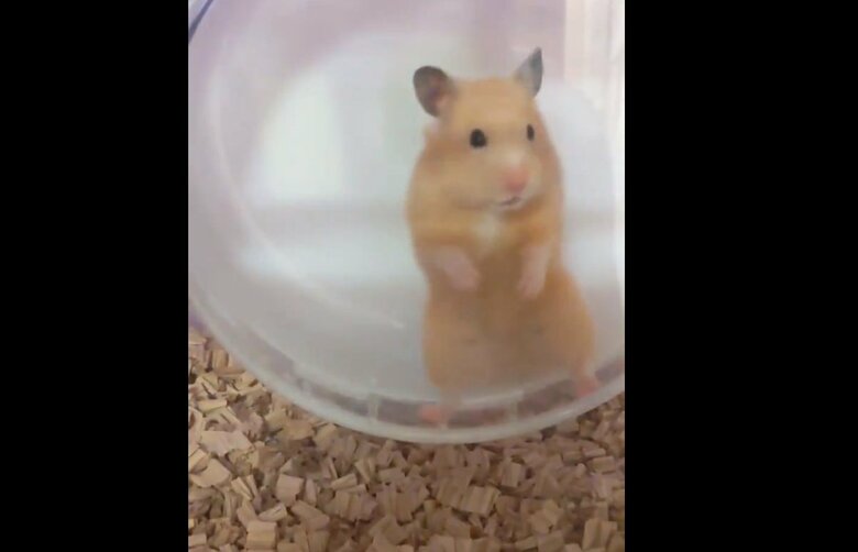 回し車をストップしてしまったはなちゃん