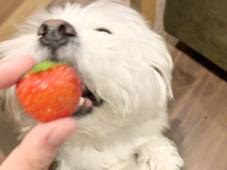 イチゴをパクリ