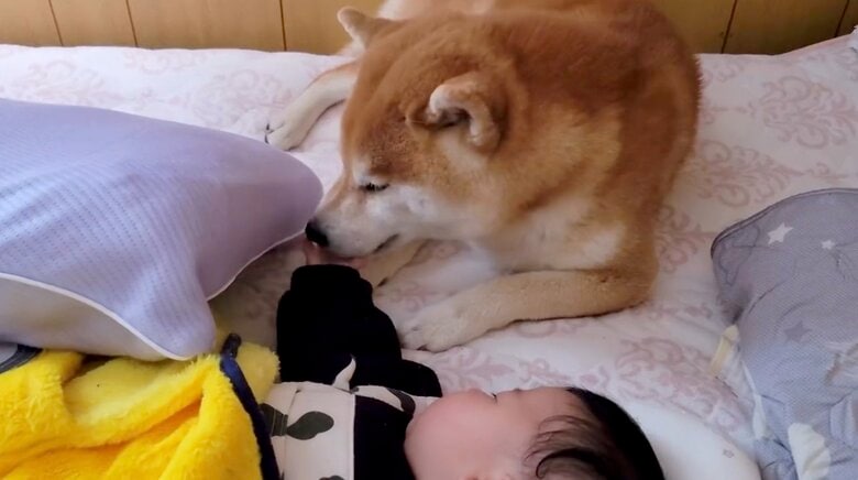 提供：@Shibamugi28