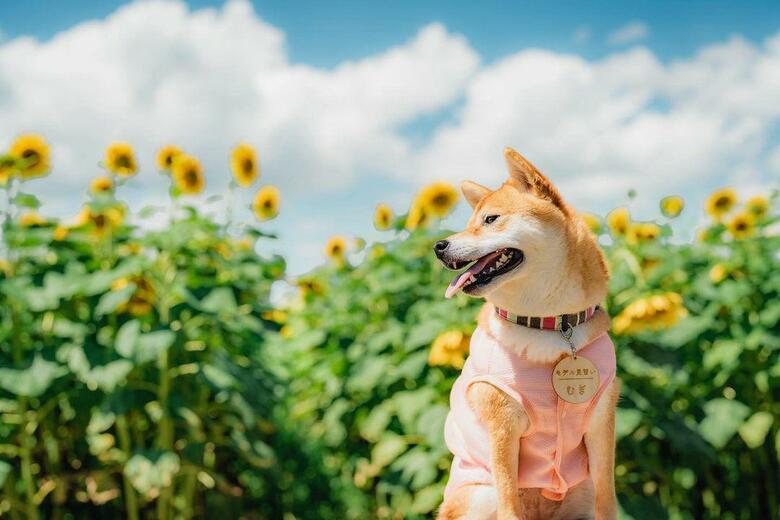 提供：柴犬 むぎさん