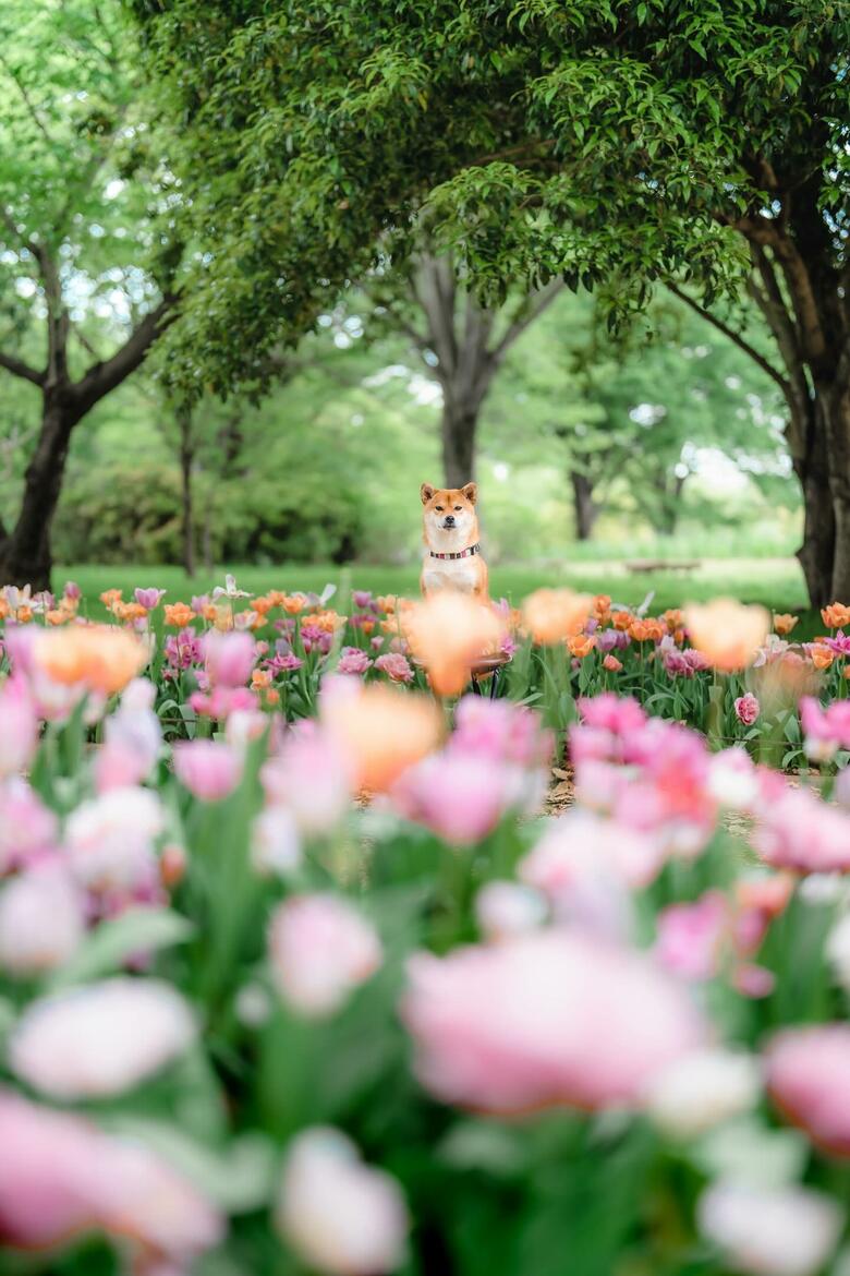 提供：柴犬 むぎさん