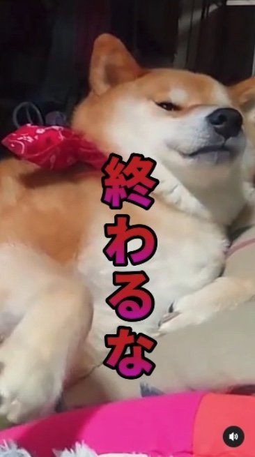 提供：柴犬スティーブch【コーギーと猫を添えて】さん