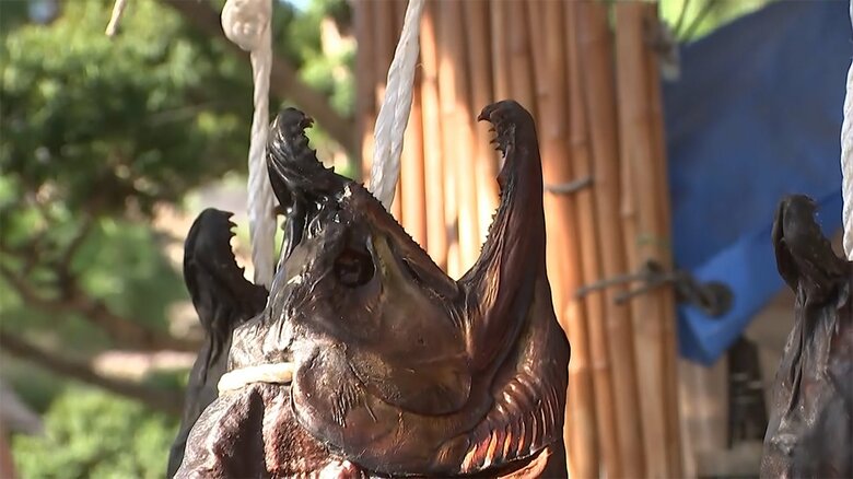 鼻が曲がった「南部鼻曲サケ」