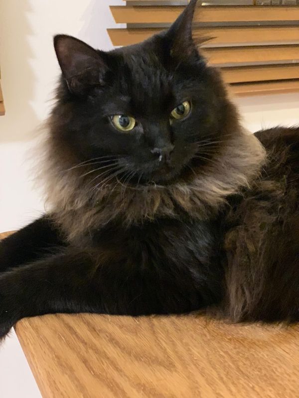 キリッとしているのに鼻くそが付いてるタマちゃん（提供：イナタマグラムさん）