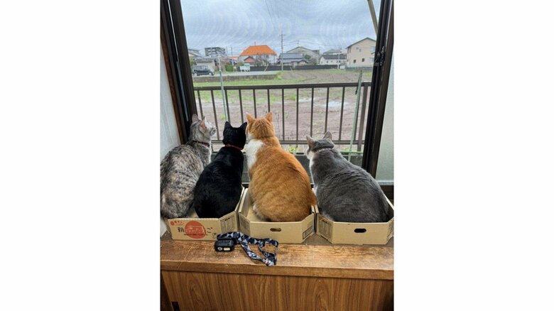 実家の猫と一緒に